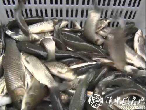 漢臺(tái)區(qū)愛(ài)心放流，40萬(wàn)尾魚寶寶漢江“安家”
