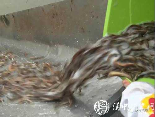 漢臺(tái)區(qū)愛(ài)心放流，40萬(wàn)尾魚寶寶漢江“安家”