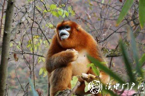 入村半月不舍離去，這只金絲猴近況如何？