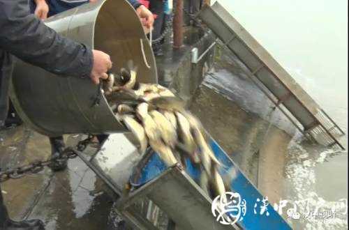 漢臺(tái)區(qū)愛(ài)心放流，40萬(wàn)尾魚寶寶漢江“安家”