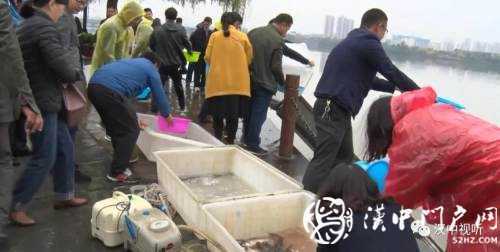 漢臺(tái)區(qū)愛(ài)心放流，40萬(wàn)尾魚寶寶漢江“安家”