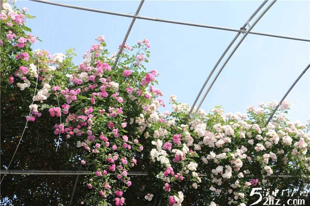 薔薇花開！最美的風(fēng)景，都在來(lái)這里的路上！