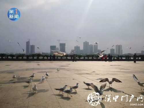 漢江面漂有白色“污染物” ？官方回應！