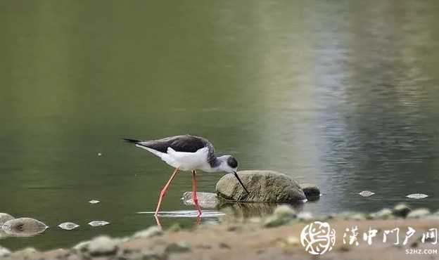 暴雨過(guò)后，漢中驚現(xiàn)“長(zhǎng)腿歐巴”！