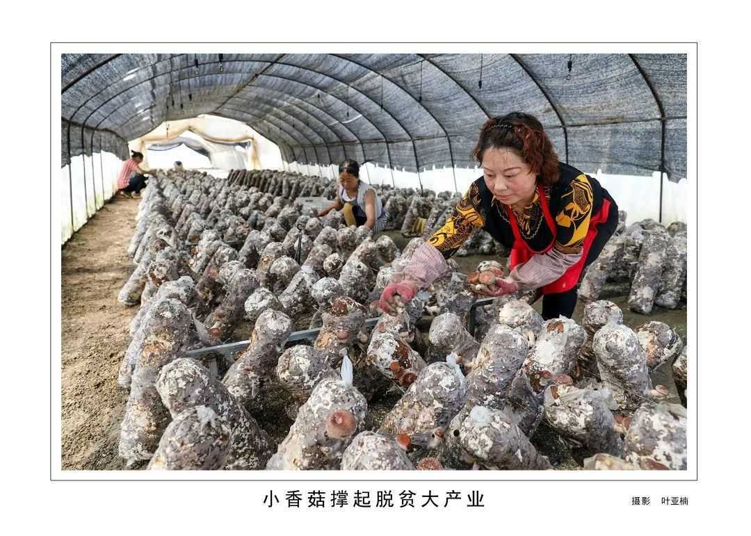 1175戶、34466人脫貧！漢臺(tái)區(qū)做了這些......"