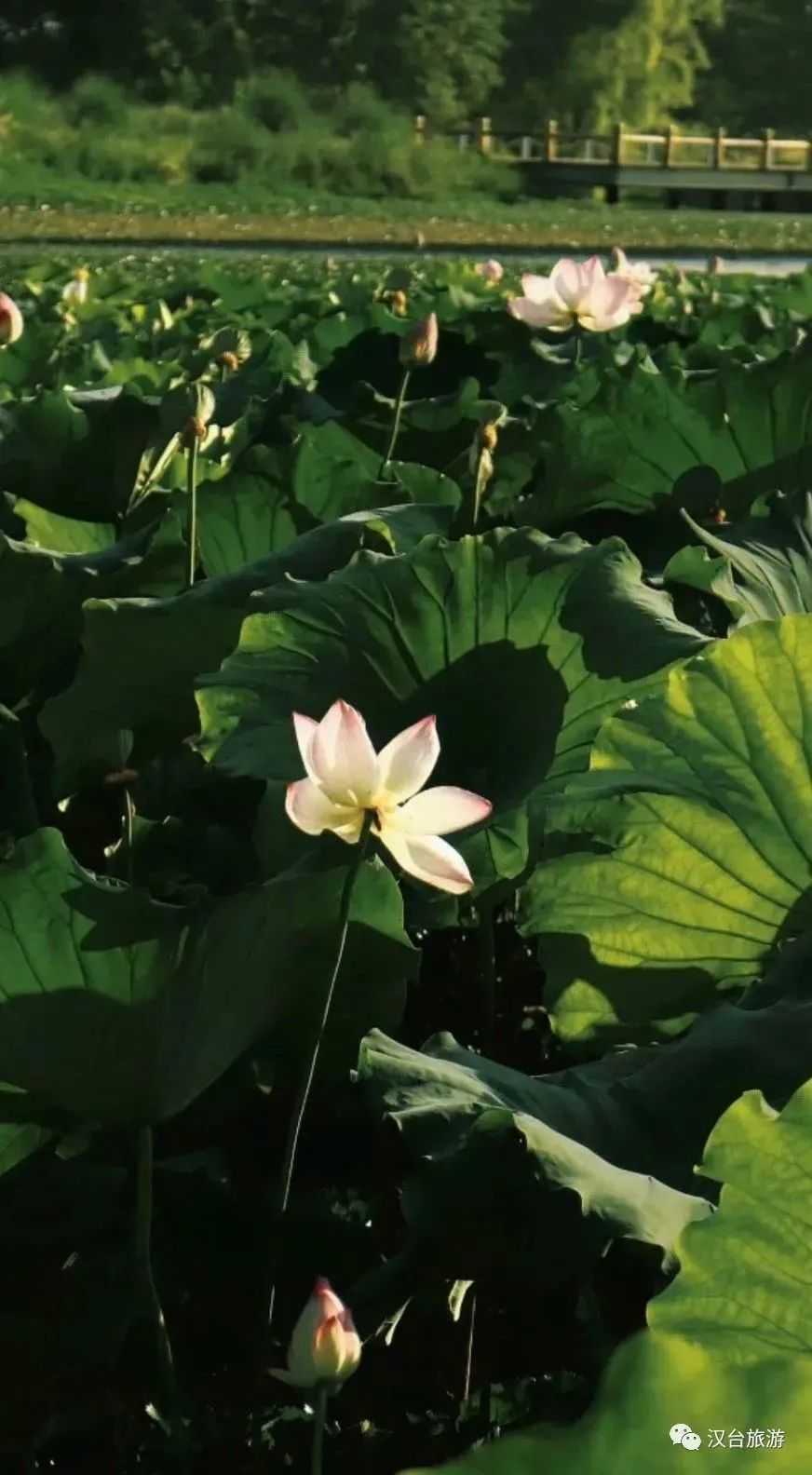 2022漢臺(tái)美景合集，今天帶你一次看完！