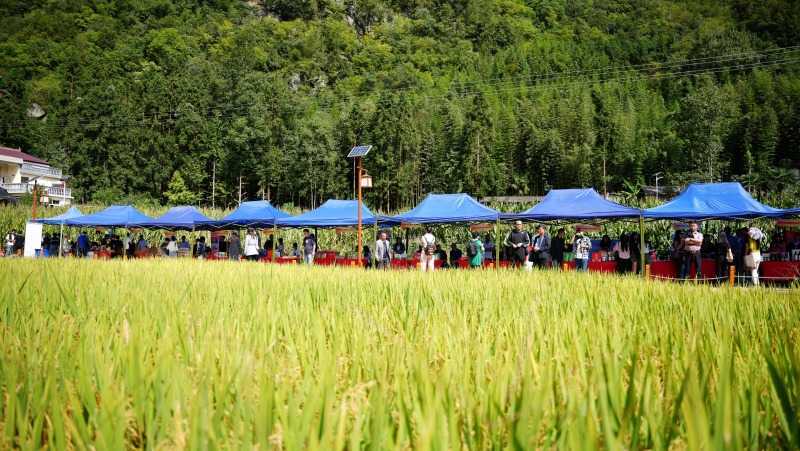 慶豐收，促和美 | 略陽縣第六屆中國農民豐收節開幕