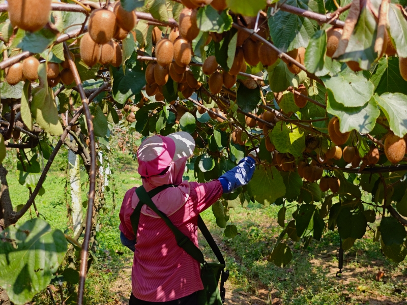 城固縣：特色產(chǎn)業(yè)激發(fā)鄉(xiāng)村發(fā)展活力