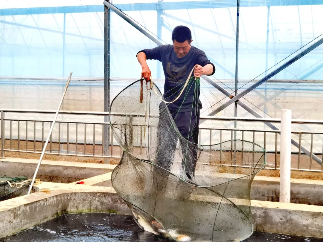 漢臺：“共飲一池水”，魚菜同豐收