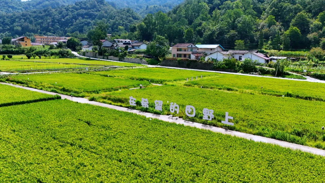 垂釣、逛展、追音樂… 陳家壩稻田音樂季，承包你的周末快樂！