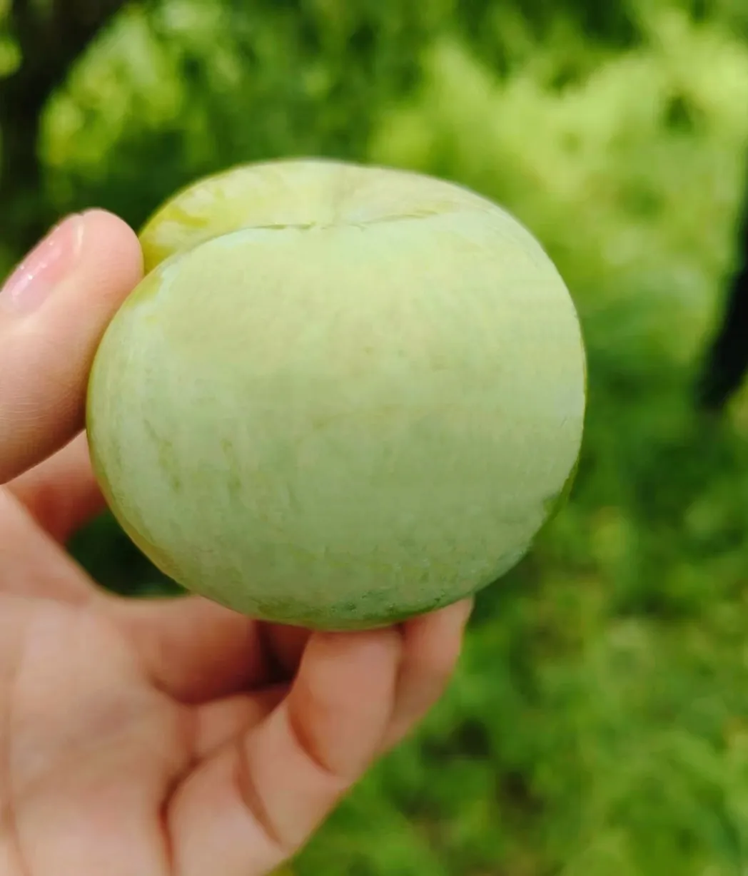 助農(nóng)促銷 | 又大又甜 漢臺(tái)區(qū)漢王鎮(zhèn)紅星村蜂糖李成熟啦！