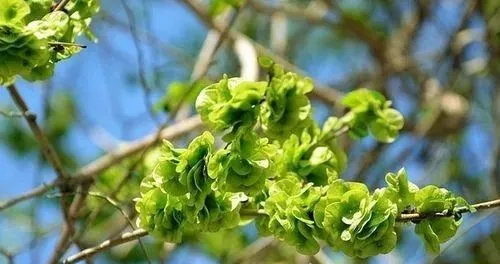 賞春花，吃春菜，把春天“吃進肚子”