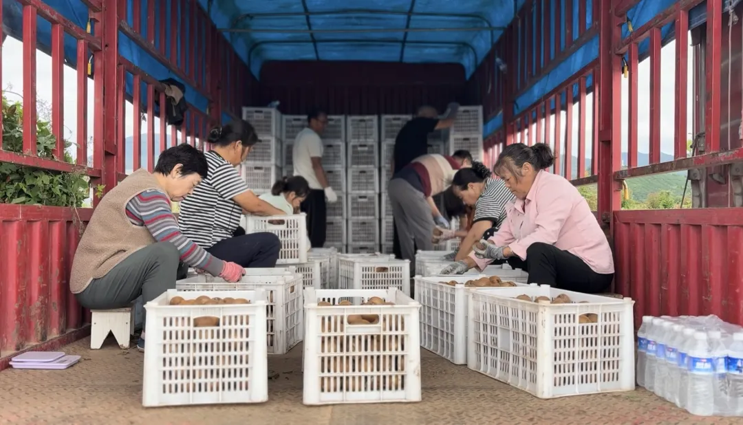 總產值破40億！漢中果業(yè)成農戶甜蜜事業(yè)