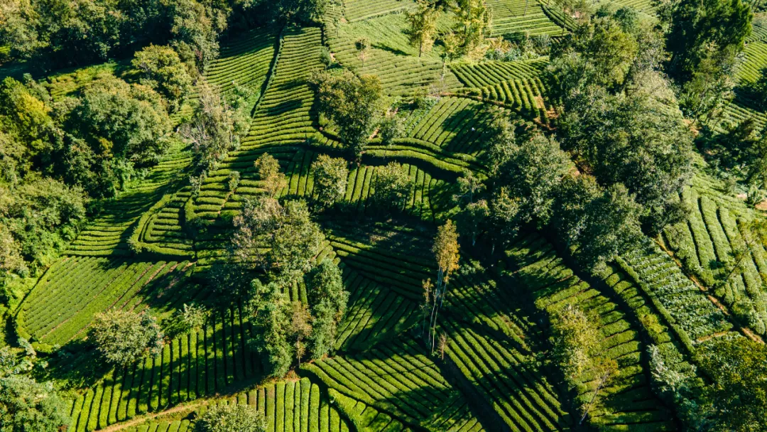 “繽紛秋季·趣游西鄉”網絡主題宣傳活動走進西鄉