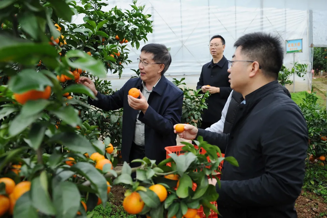 全國首個桔皮融合茶品！預計畝收益翻10倍→