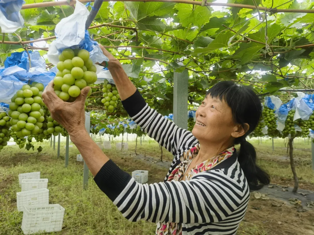 總產值破40億！漢中果業(yè)成農戶甜蜜事業(yè)