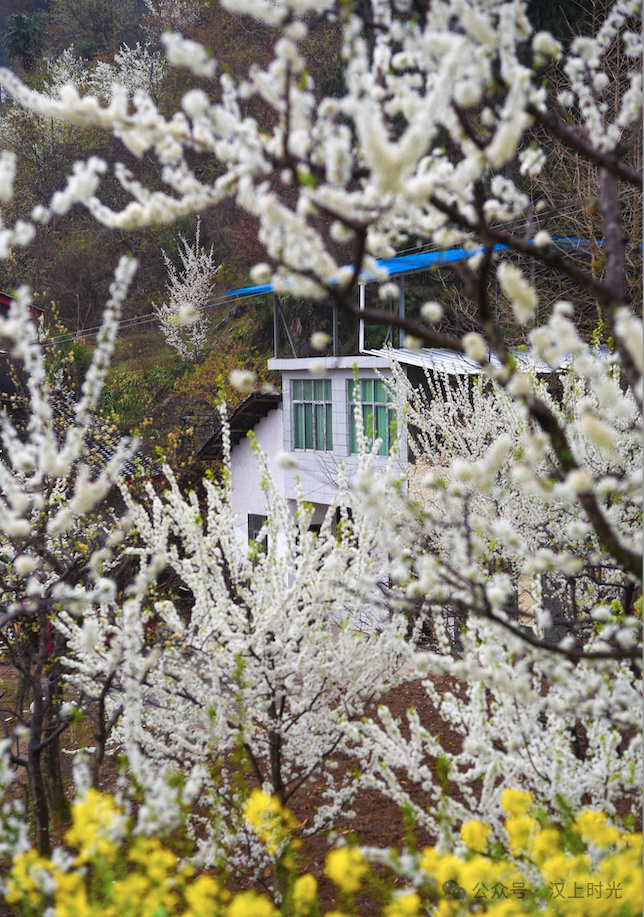 鎮巴春日盛宴旅游攻略，讓這個春天不留遺憾！