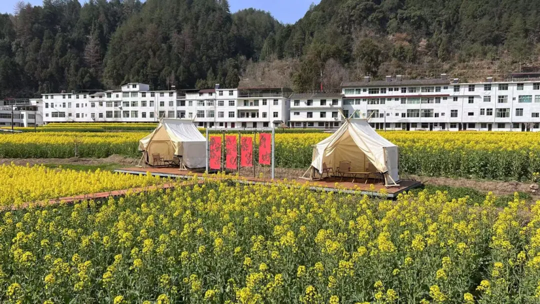 2025漢中鎮巴春日盛宴，解鎖油菜花海文旅新玩法！