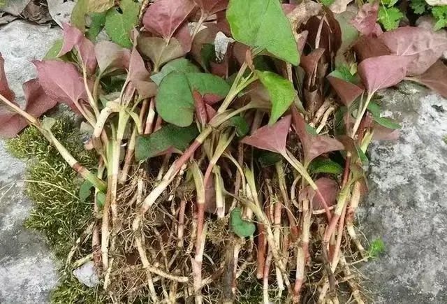 賞春花，吃春菜，把春天“吃進肚子”
