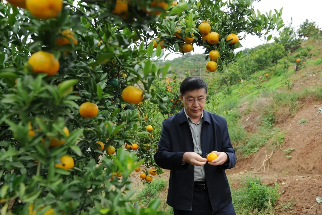 全國首個桔皮融合茶品！預計畝收益翻10倍→