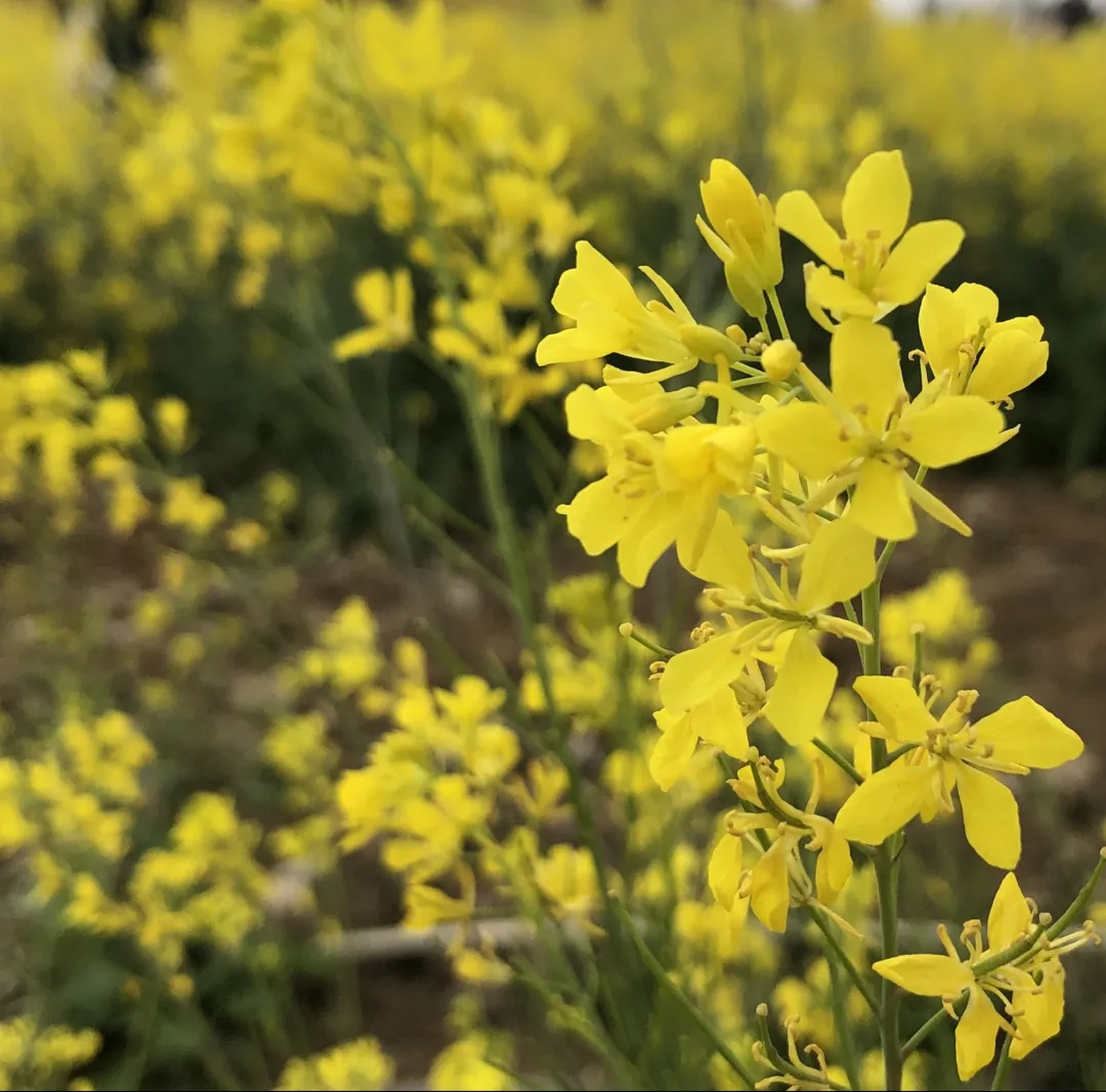 賞春花，吃春菜，把春天“吃進肚子”
