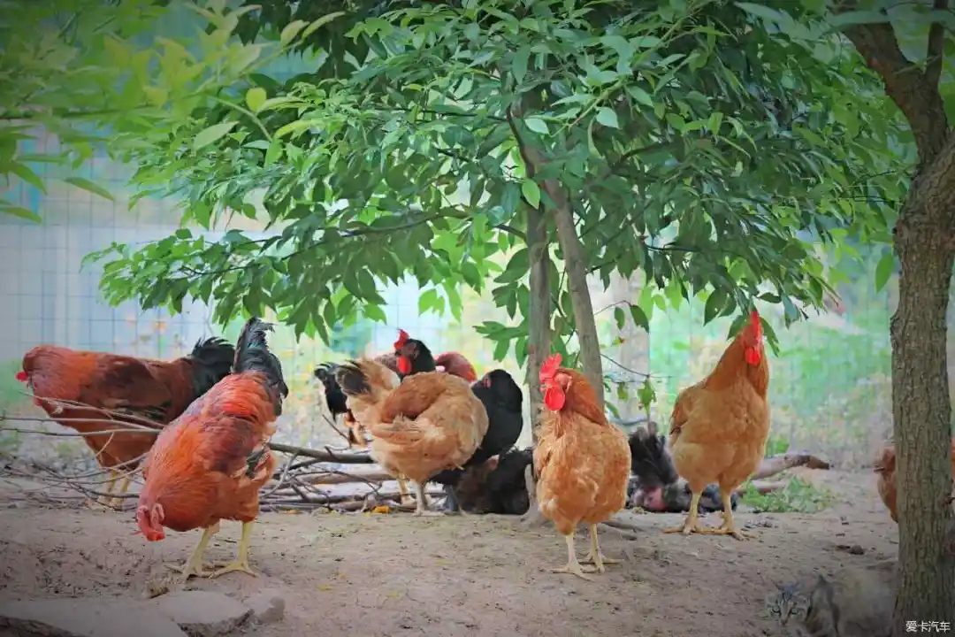跟著非遺美食游南鄭：酸辣鮮香、肉嫩湯美的泡姜雞。