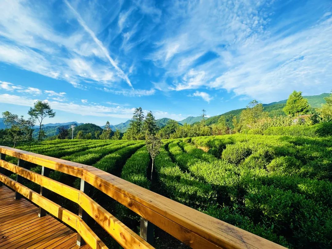 2025漢中鎮巴春日盛宴，解鎖油菜花海文旅新玩法！