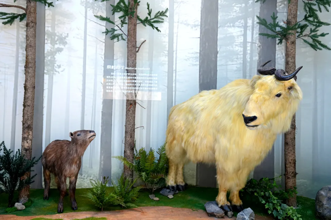 留壩新名片！感官全開，趣游秦嶺