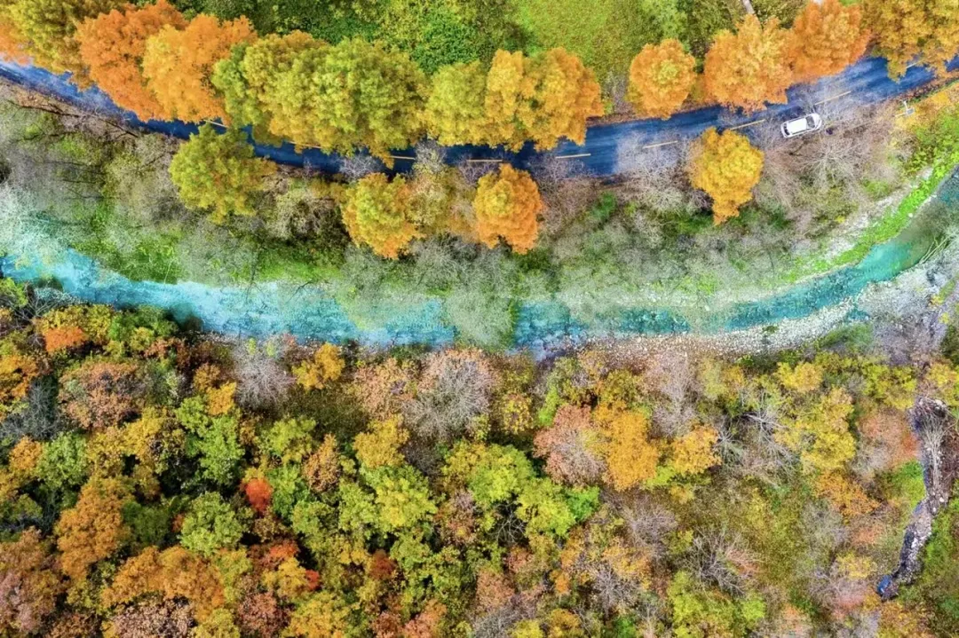 漢中秦嶺最美廊道留壩紅葉季啟幕！