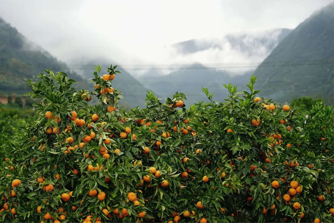 全國首個桔皮融合茶品！預計畝收益翻10倍→