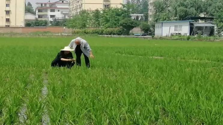 漢臺(tái)這個(gè)鎮(zhèn)搶夏收 促夏播 奮戰(zhàn)“三夏”正當(dāng)時(shí)