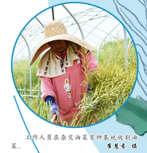 中國油菜的“漢中芯”！探尋背后硬核→