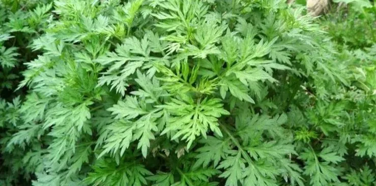 賞春花，吃春菜，把春天“吃進肚子”