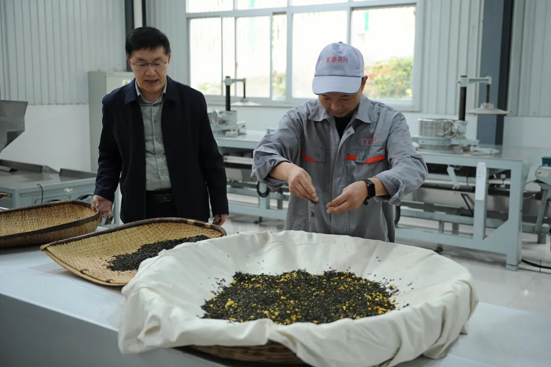 全國首個桔皮融合茶品！預計畝收益翻10倍→