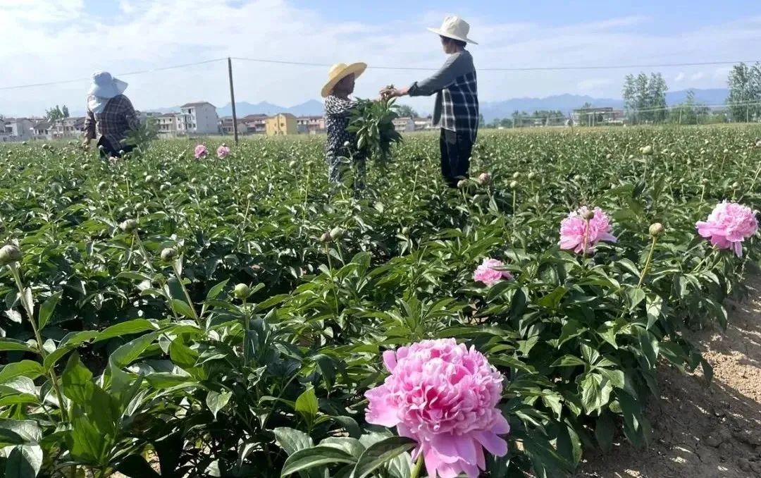 漢中這些地方，藏著令人向往的滿(mǎn)分初夏時(shí)光！