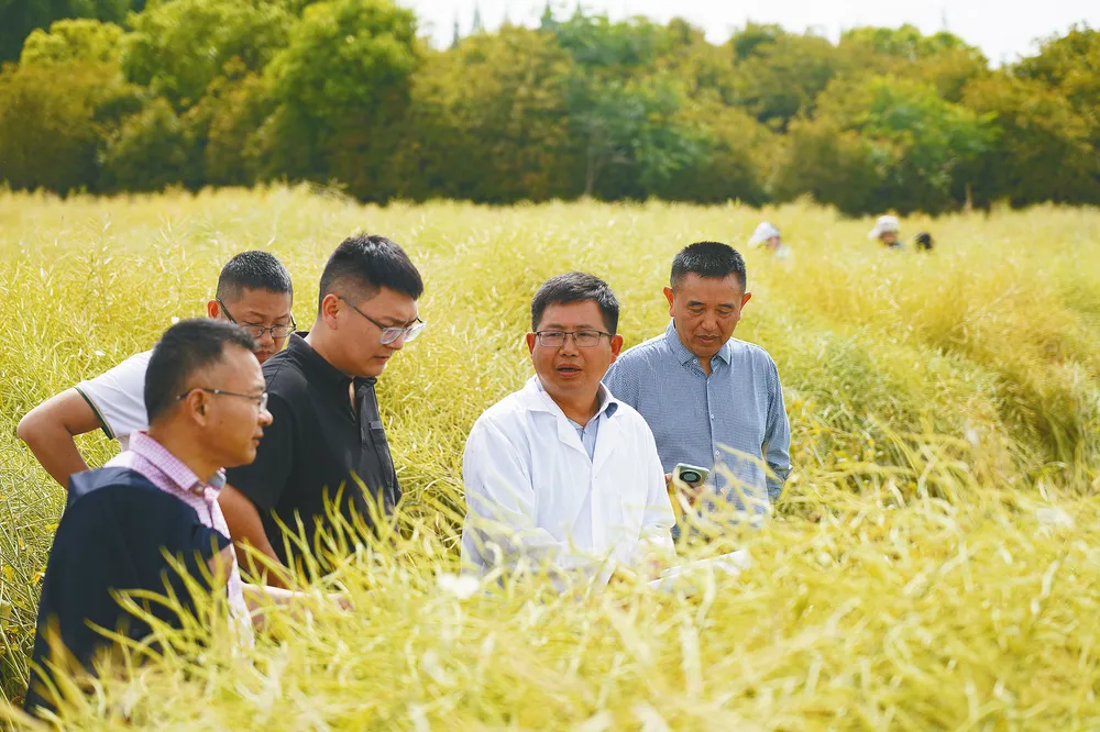 中國油菜的“漢中芯”！探尋背后硬核→