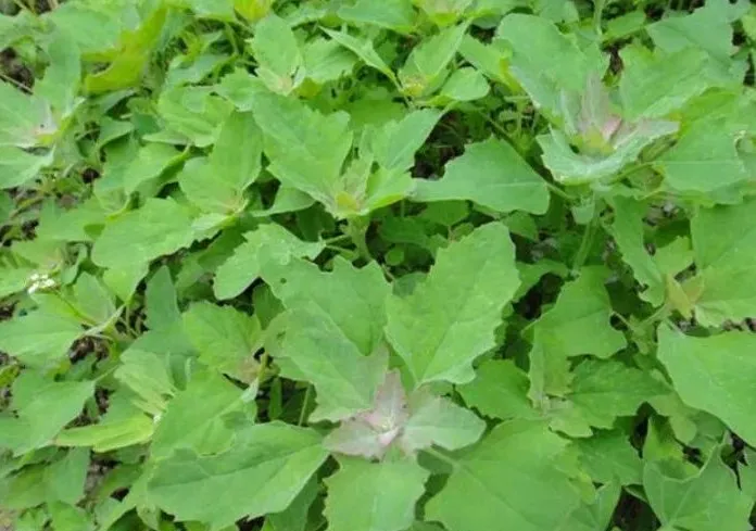 賞春花，吃春菜，把春天“吃進肚子”