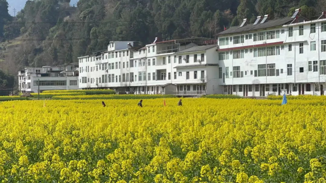2025漢中鎮巴春日盛宴，解鎖油菜花海文旅新玩法！