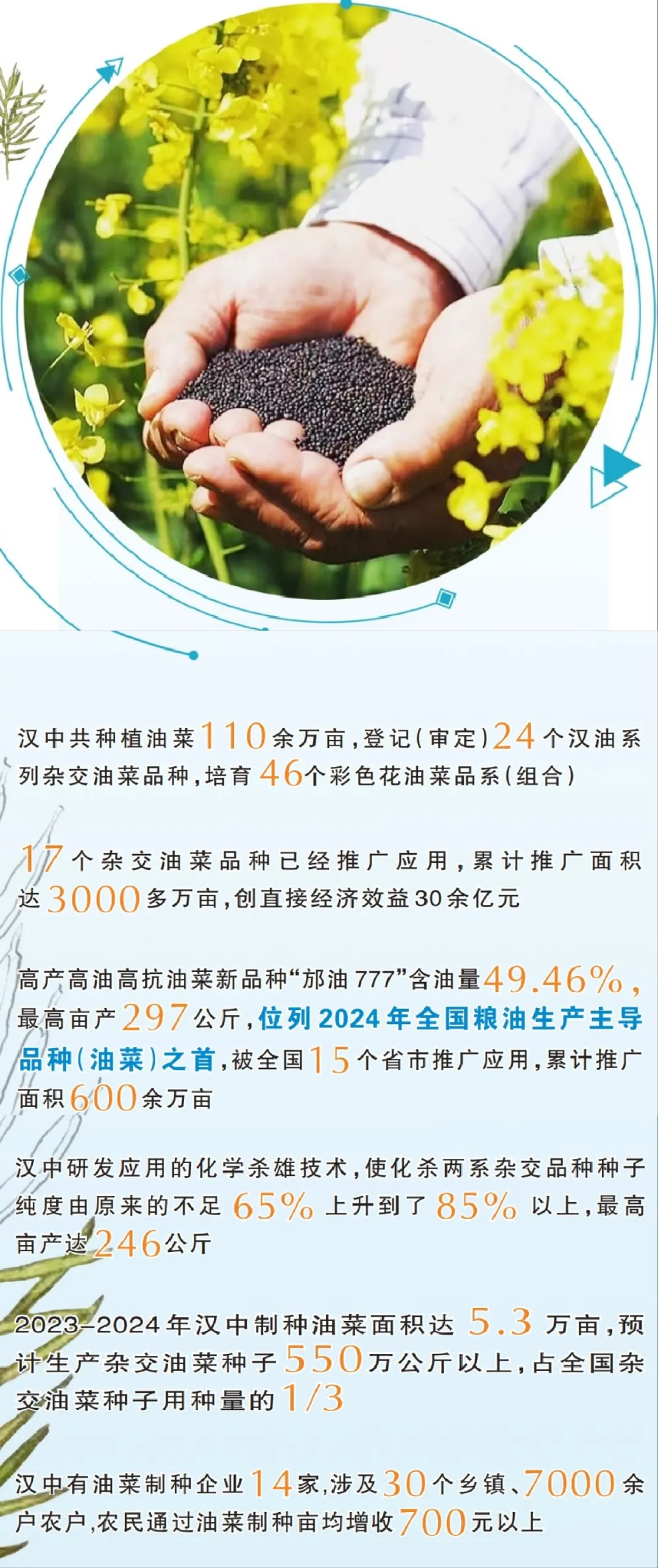 中國油菜的“漢中芯”！探尋背后硬核→