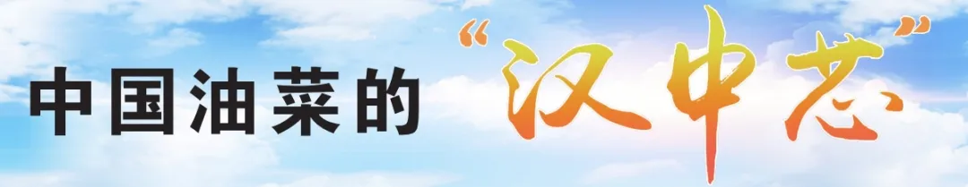 中國油菜的“漢中芯”！探尋背后硬核→