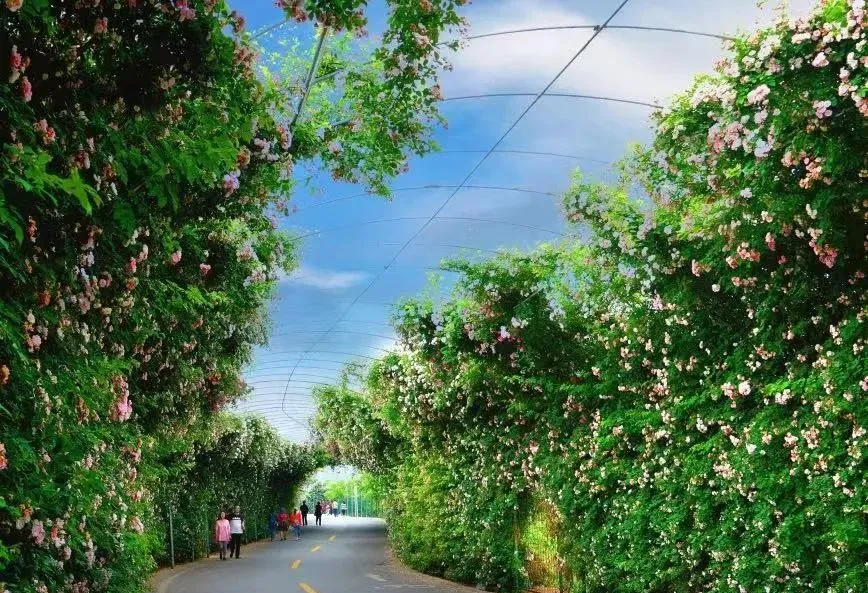 漢臺區河東店鎮花果村：農文旅融合繪就和美鄉村新畫卷