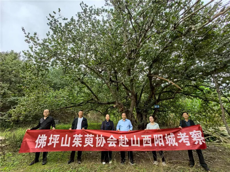 李茂武 | 更把茱萸仔細看——佛坪縣山茱萸協會赴山西陽城交流記