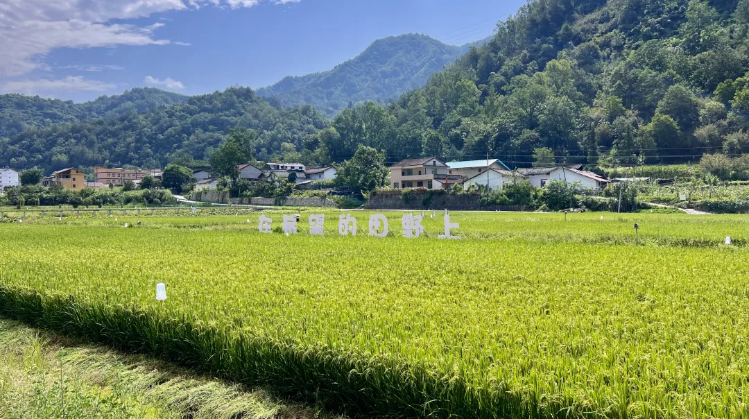 垂釣、逛展、追音樂… 陳家壩稻田音樂季，承包你的周末快樂！