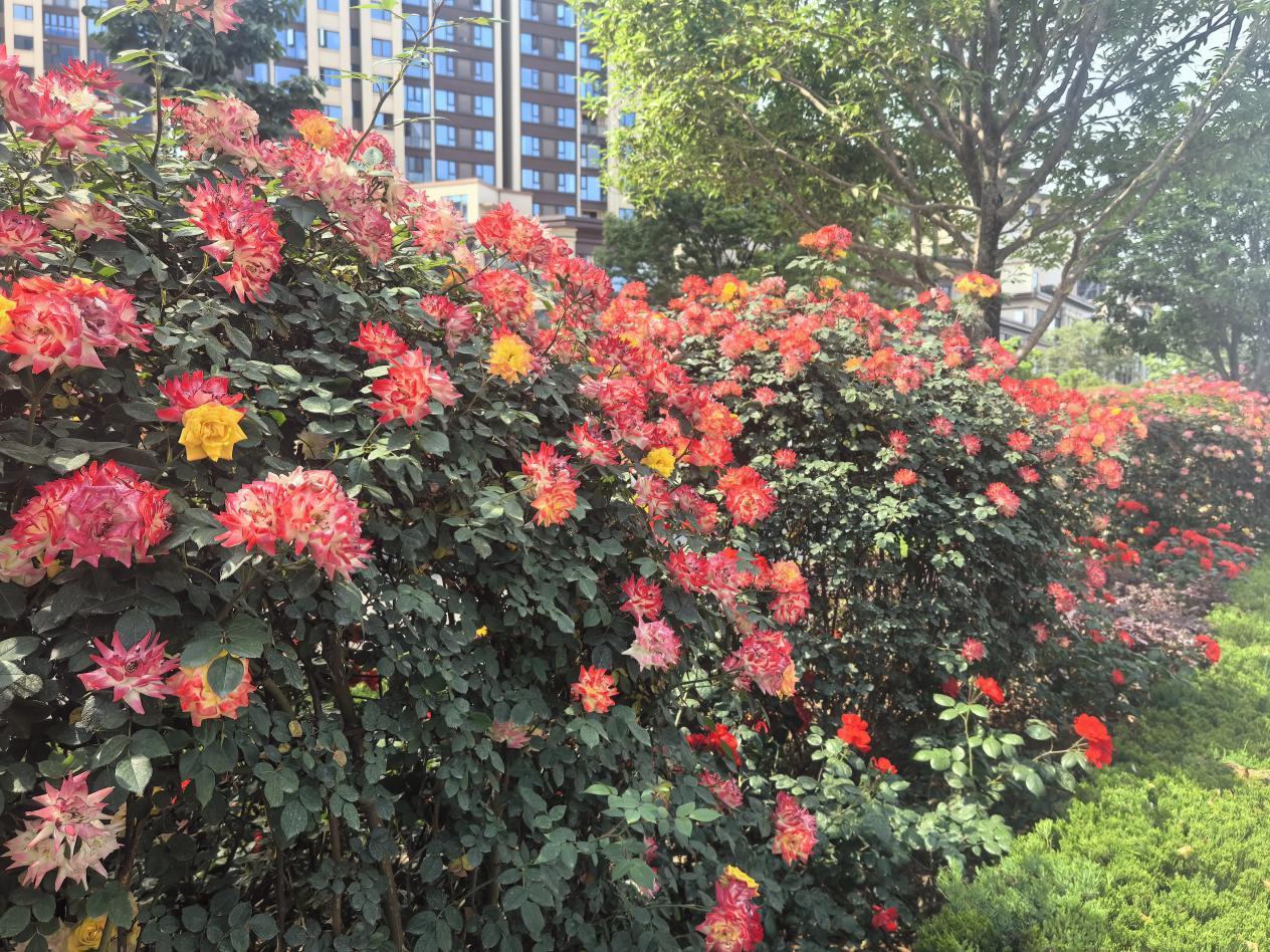 “花”點時間游漢臺，這個“五一”美不勝收