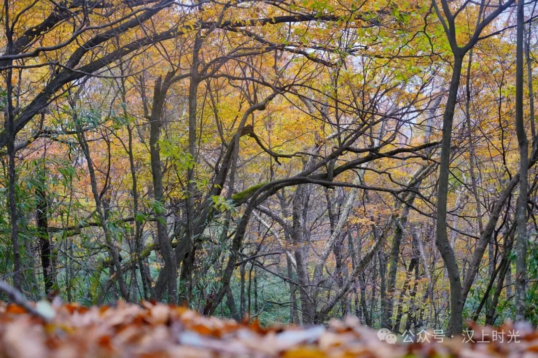 漢中龍頭山：云霧裹著秋景，像是在彩林間畫了層漸變。